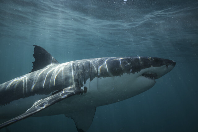 Her majesty, the Great White