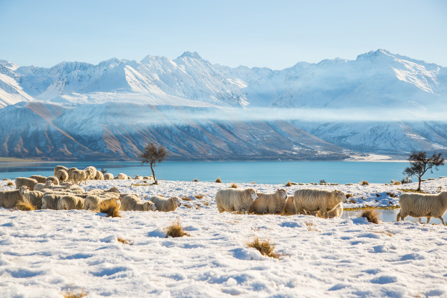 Pukaki