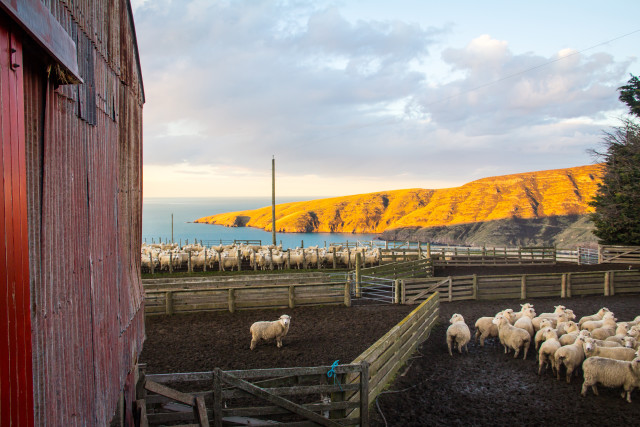 Woolshed