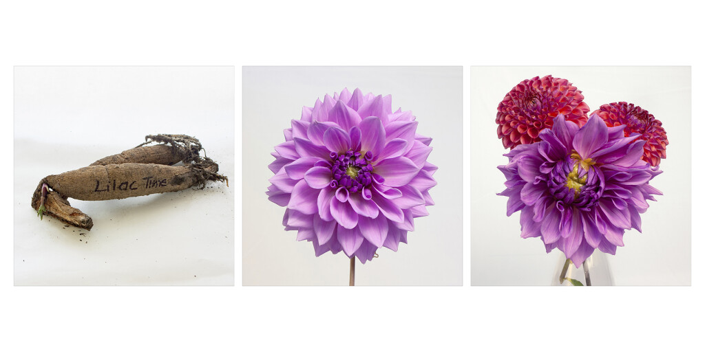 Triptych Lilac Time