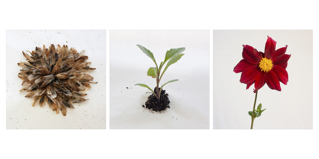Triptych Seeds Unkown
