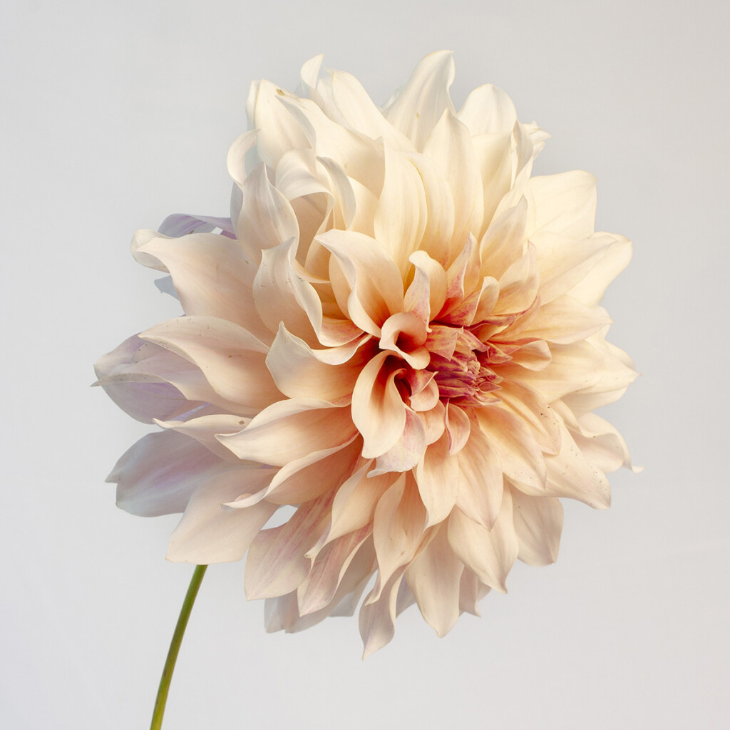 Cafe au Lait Bloom