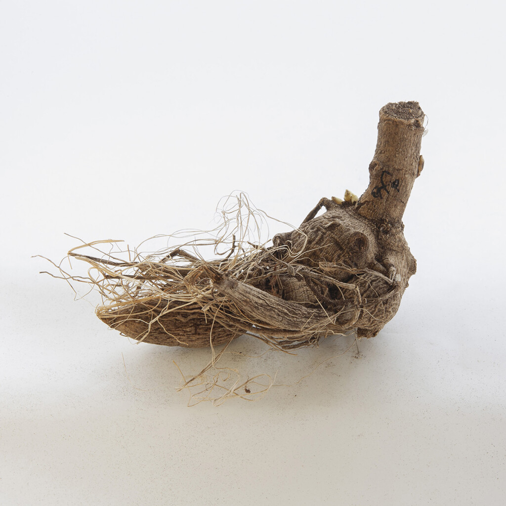 Cafe au Lait Tuber