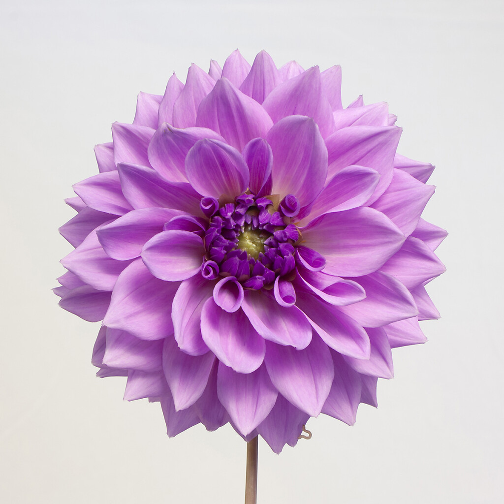 Lilac Time Bloom