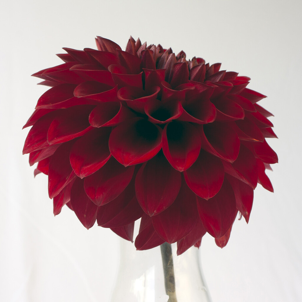 Sheval Megan Bloom