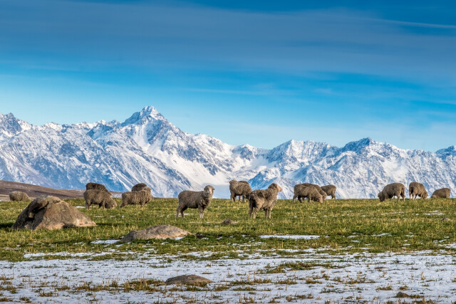 Merinos