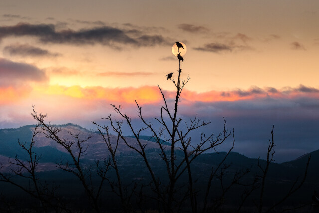 Night Roost