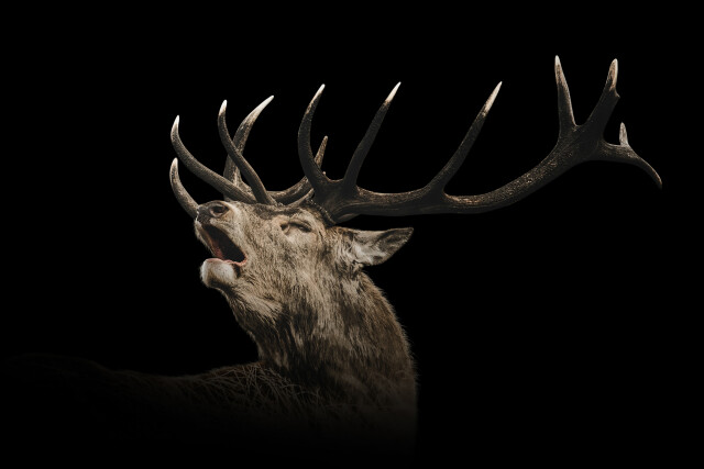 Roaring Red Stag