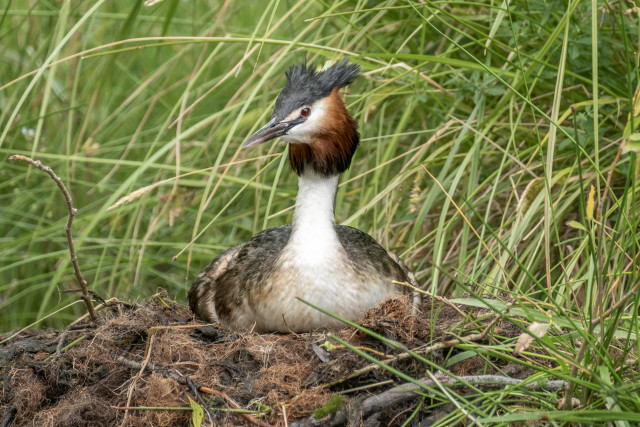 Australasian Crested Grebe - Pūteketeke 