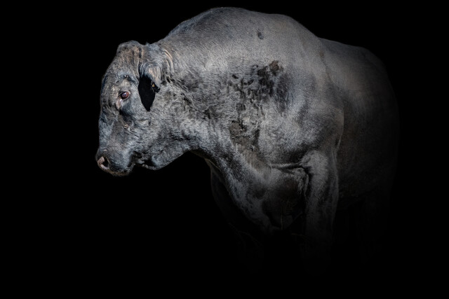 Goliath
