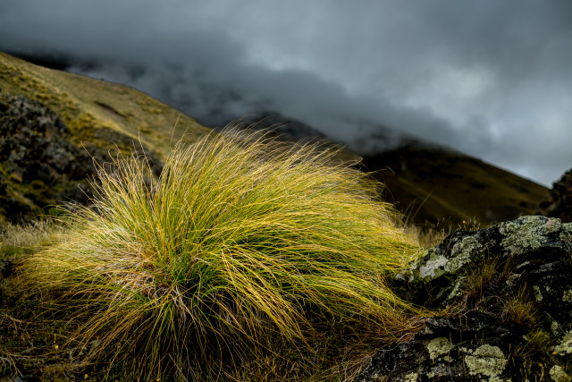 Golden Tussock