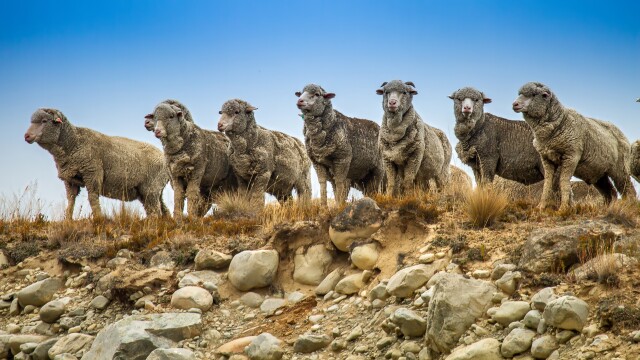 Merino Sheep Tekapo