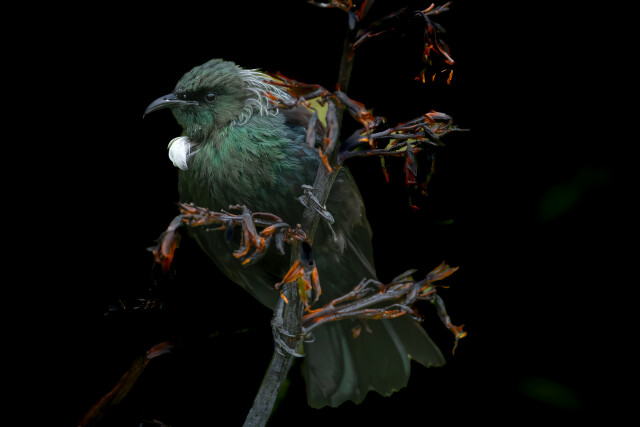 Tui