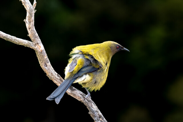 Bellbird ( korimako)