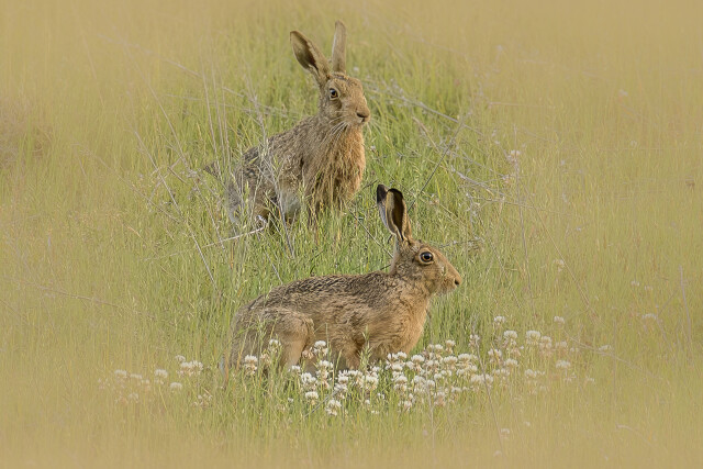 Hares 