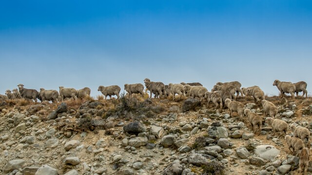 Merinos Tekapo 