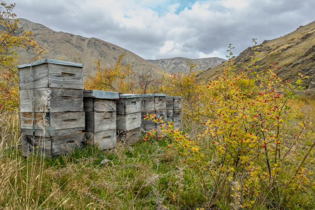 Autumn colours and bee hives.