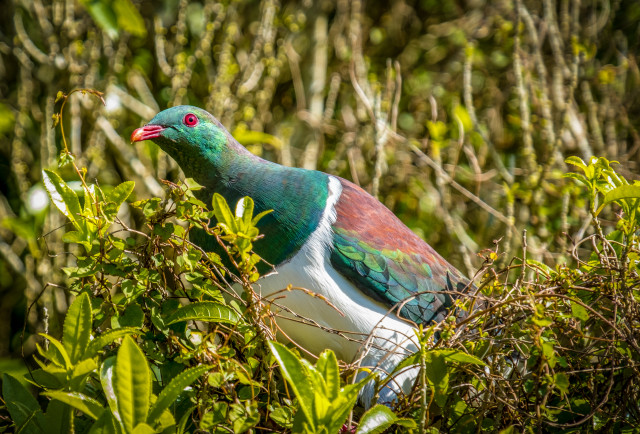 Wood Pigeon Kereru