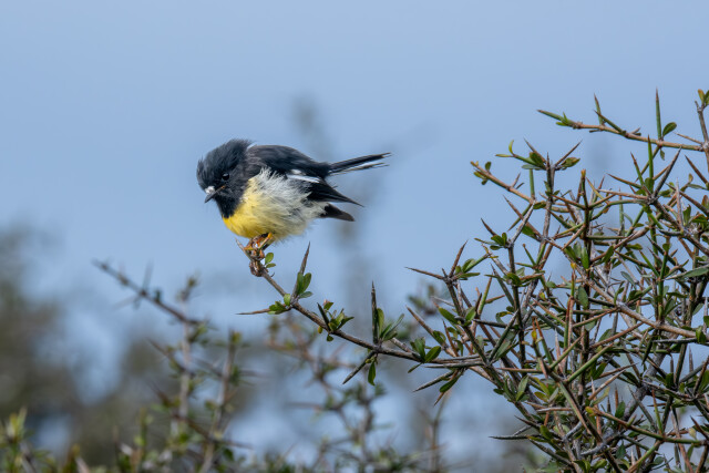 South Island Tomtit (Ngiru-ngiru)