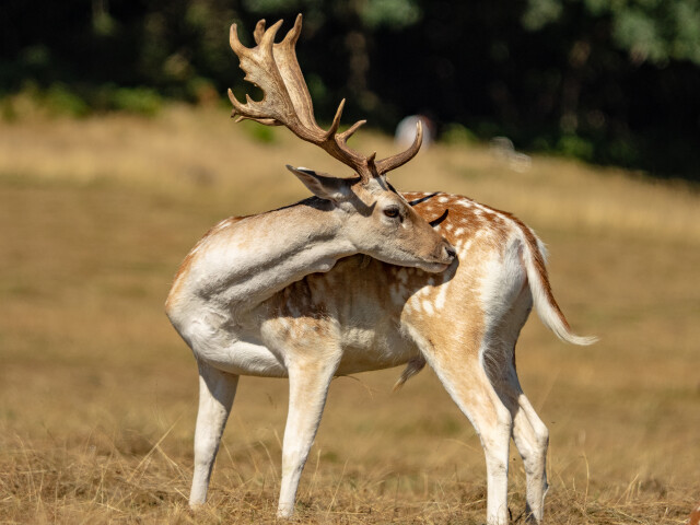 Fallow Deer