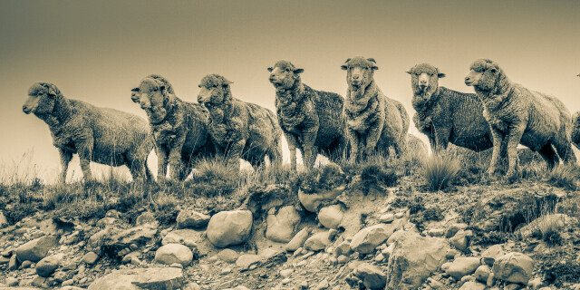 merino sheep