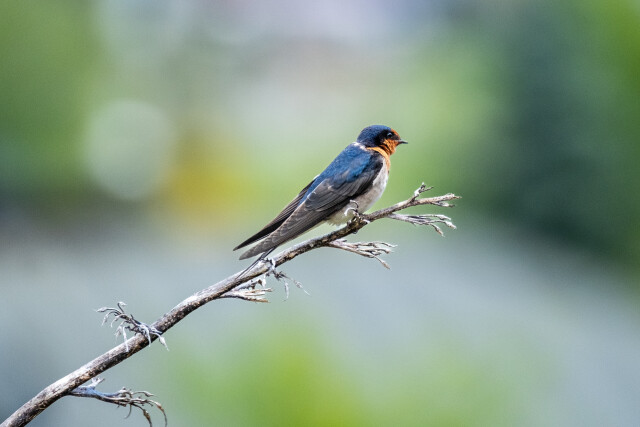 Welcome Swallow - Warou