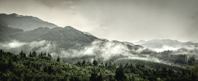mountain mist
