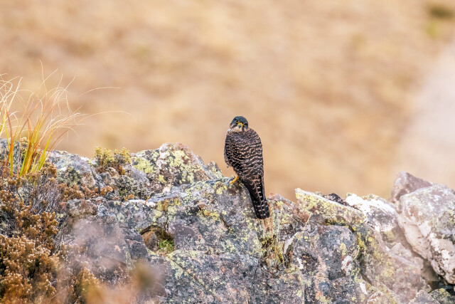NZ Falcon ( Kārearea)