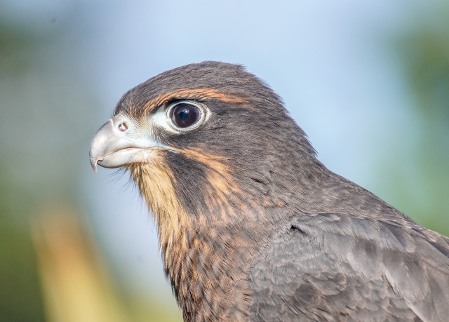 NZ Falcon ( Kārearea)