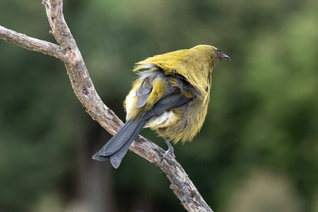 Bellbird ( korimako)
