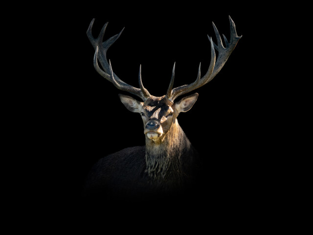 Red Stag in the morning light