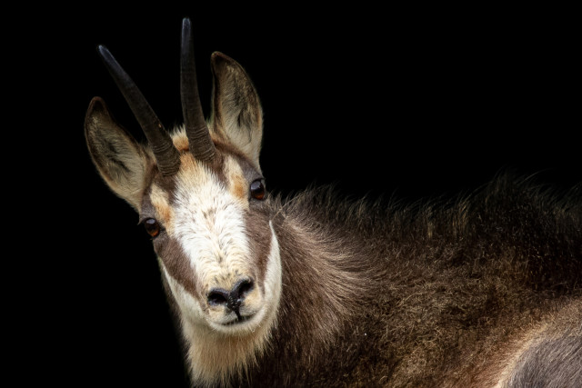 Chamois 