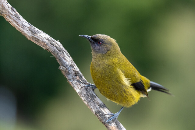 Bellbird ( korimako)