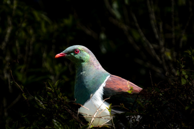 NZ Pigeon - Kererū