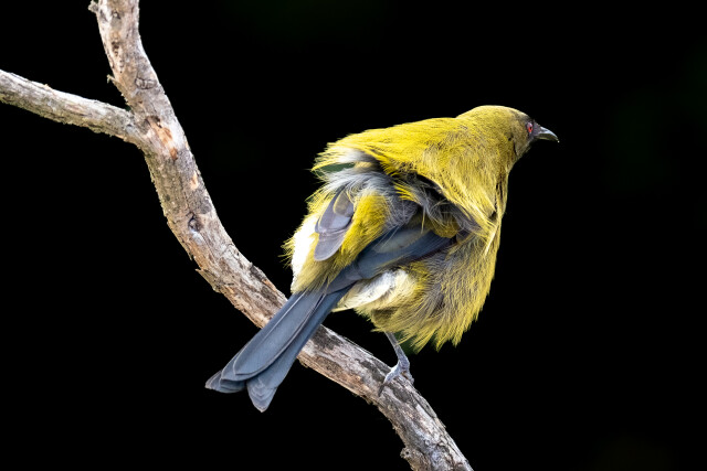 Bellbird ( korimako)