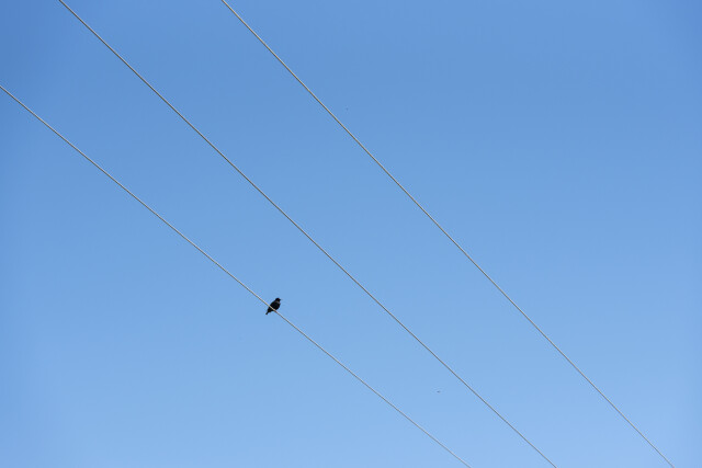 Bird on a wire