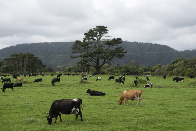Grazing