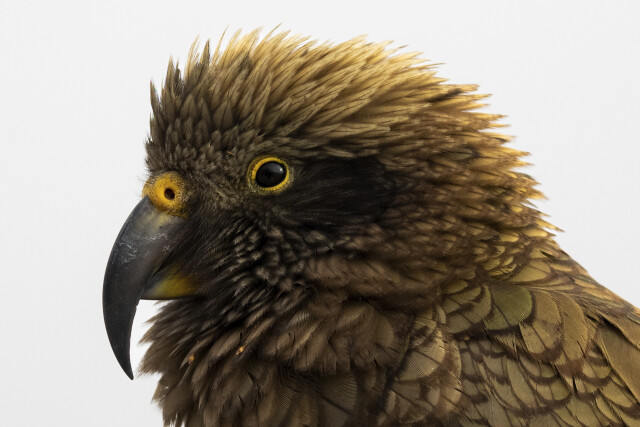 Kea - The worlds only Alpine Parrot