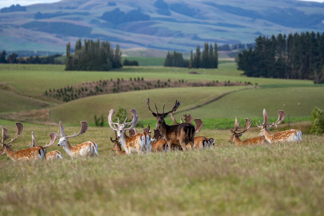Top Deck Deer