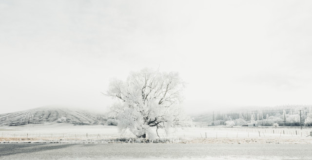 Lone Tree 