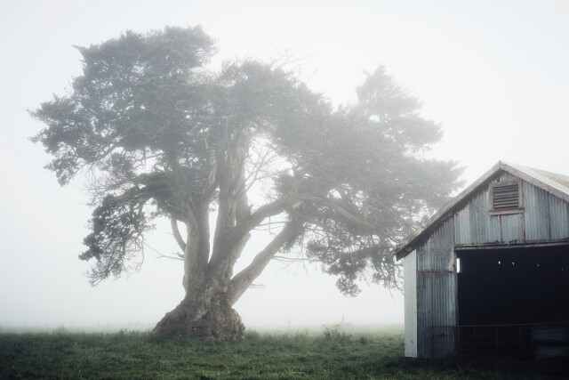 In the mist