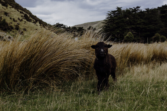 Bonny Sheep on the Banks Peninsula 