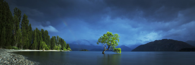 Lone Tree