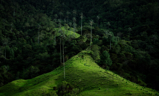 Cocora at sunrise