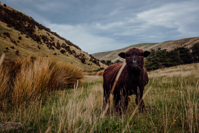 Curious Sheep