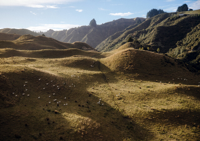  Sheep 2