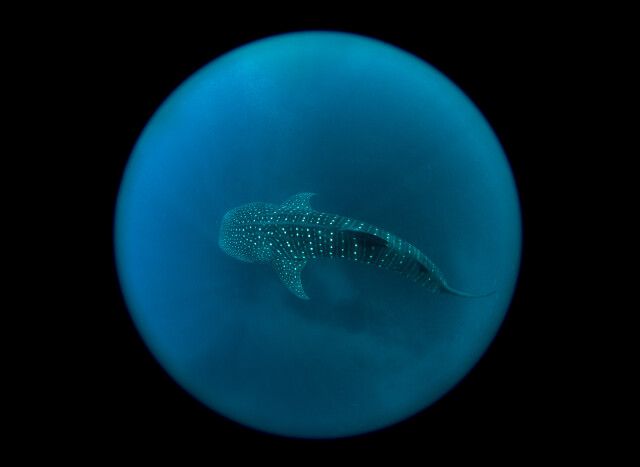 Whale-Shark-Australia