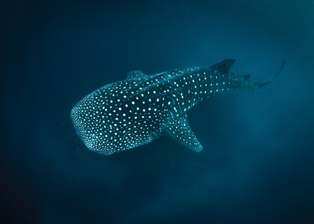 Whale-Shark-Australia-front