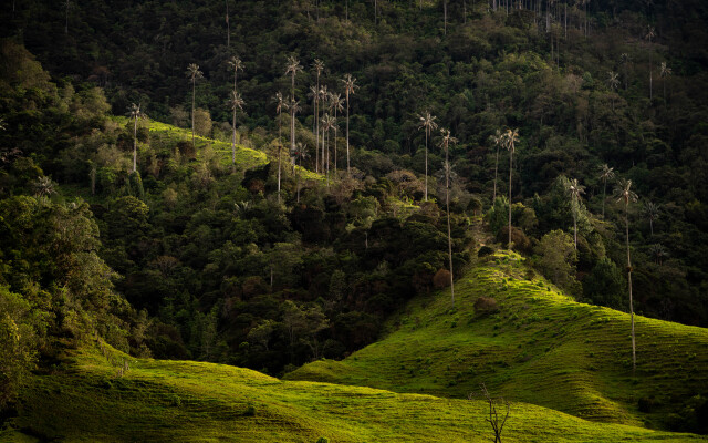 Cocora Valley Wax Palms