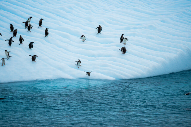 Penguin Iceberg Party